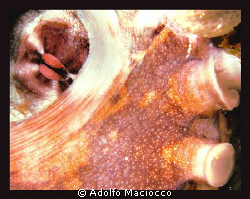 OCTOPUS by Adolfo Maciocco 
